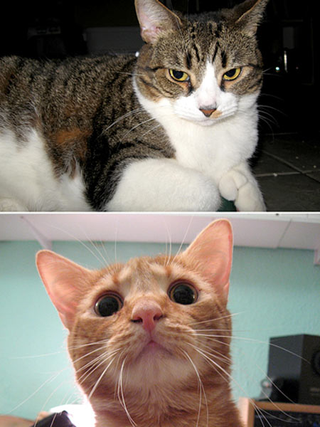 Boswell (above) and Johnson (below)